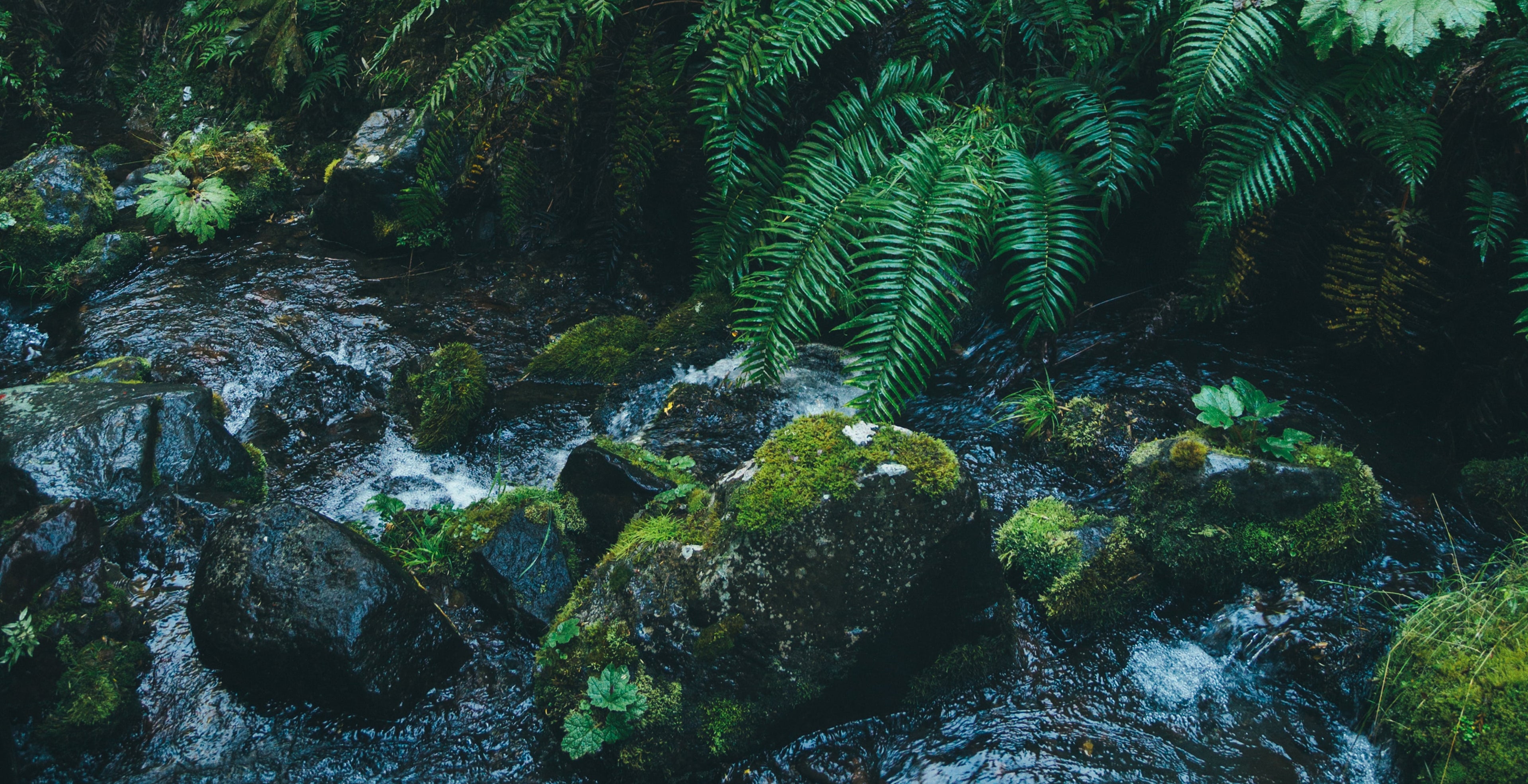 Premium Alkaline Spring Water banner